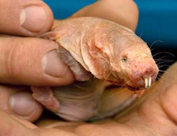 Baby Animals So Ugly They're Cute 20 Pics baby animals