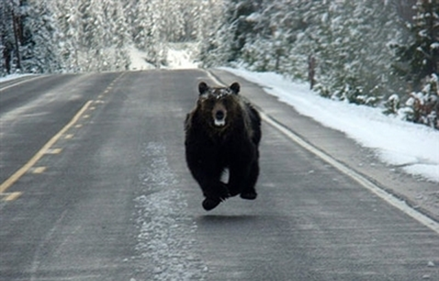 misc-bear-running-down-the-road.png