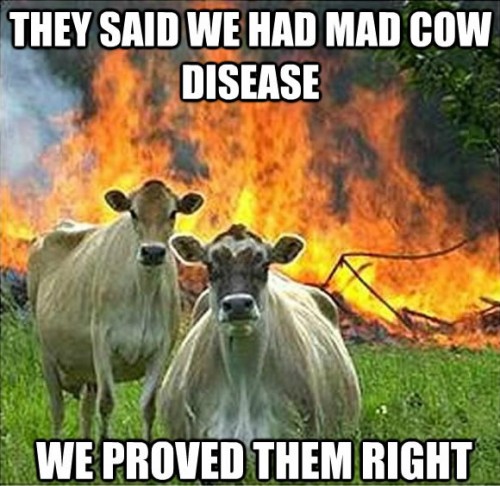 evil-cow-meme-9.jpg
