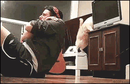 cats-tried-to-kill-me-gif.gif