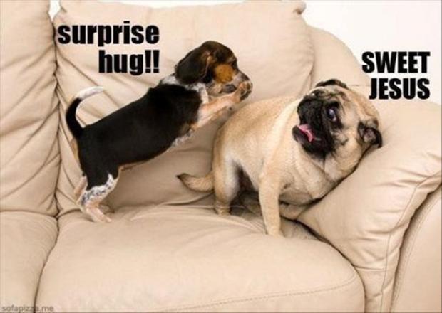 funny-dogs-surprise-hugs.jpg