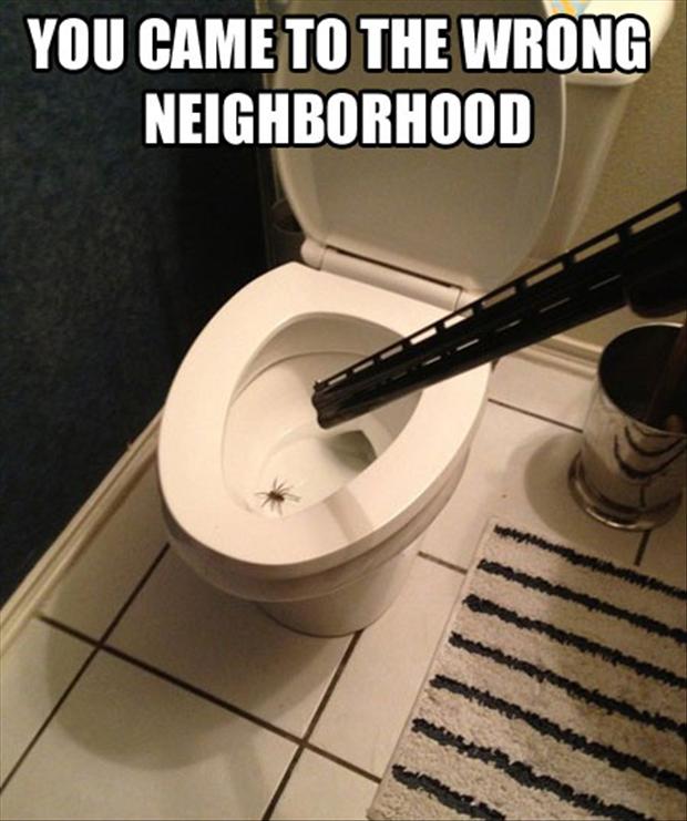 spider-in-toilet-funny.jpg