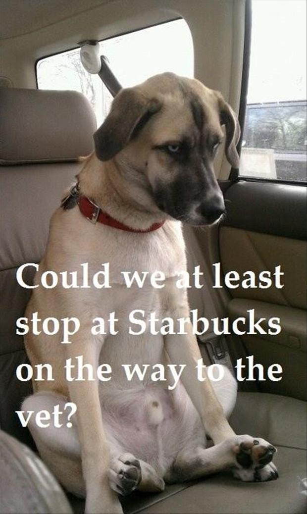 dog-on-way-to-starbucks-funny-animals1.jpg