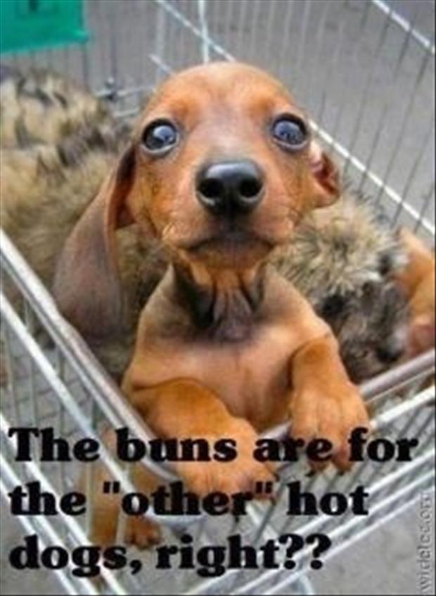 Weiner Dog Funny Quotes. QuotesGram
