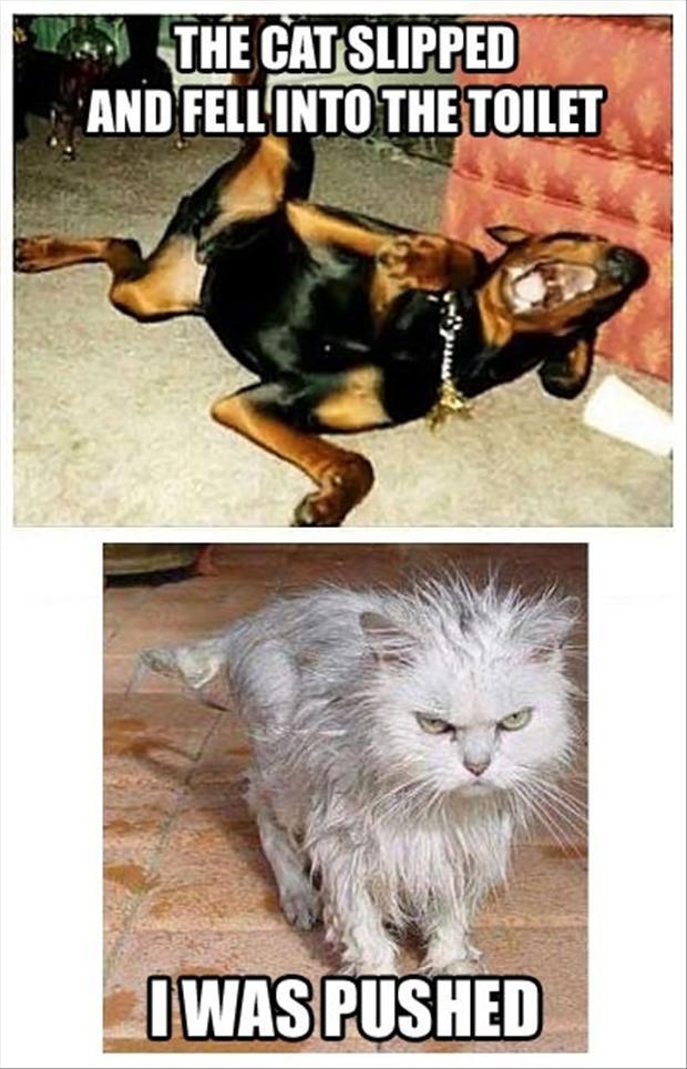 funny dogs and cats  Dump A Day