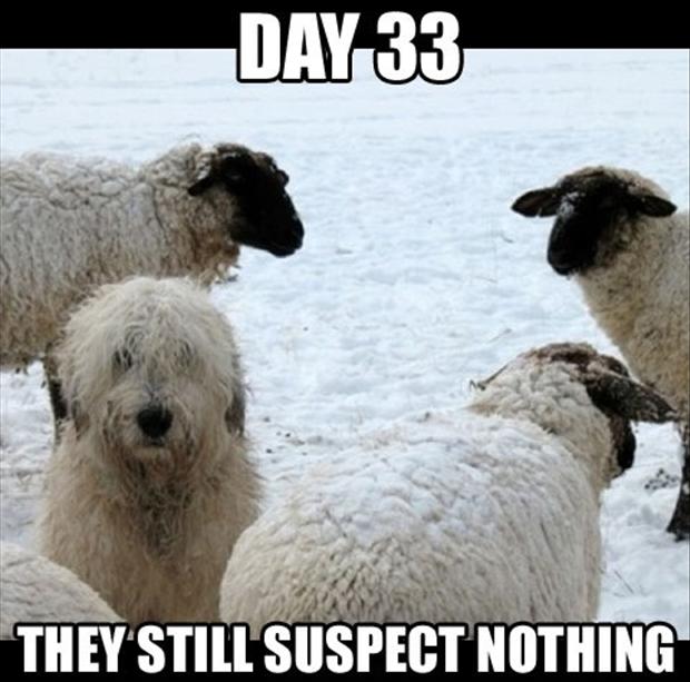 sheep-dog-funny-dogs1.jpg