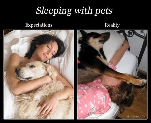 sleeping-with-pets-funny.jpg