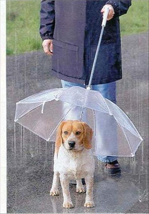 unbrella-funny-animas.jpg