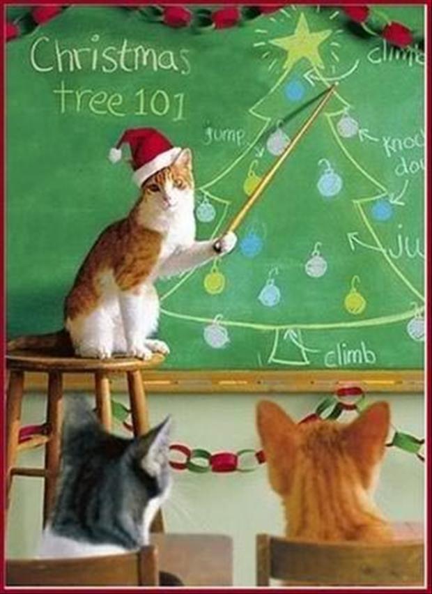 christmas tree 101, funny christmas pictures - Dump A Day