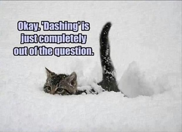 dashing-through-the-snow-cats.jpg