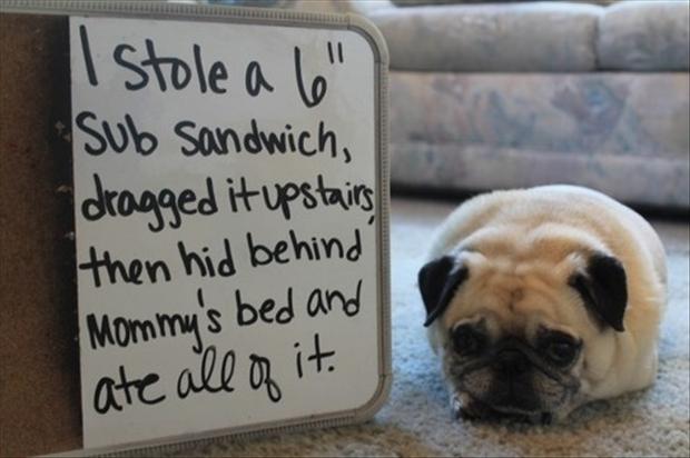 [Image: dog-shaming-funny.jpg]
