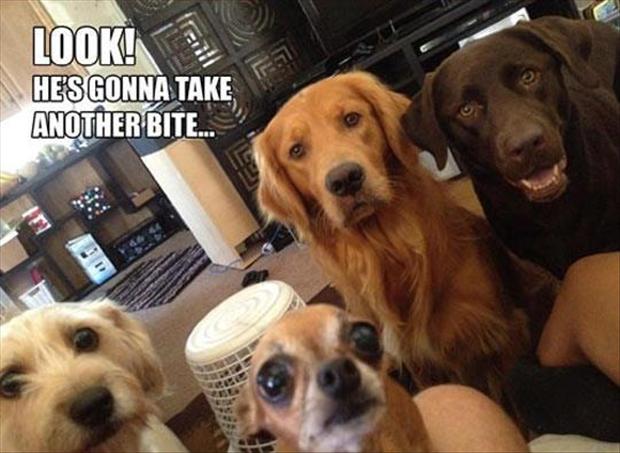 dogs-watching-you-eat-funny-pictures.jpg