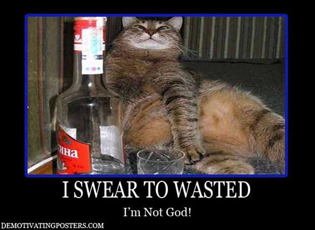 drunk-cat-demotivational-posters.jpg