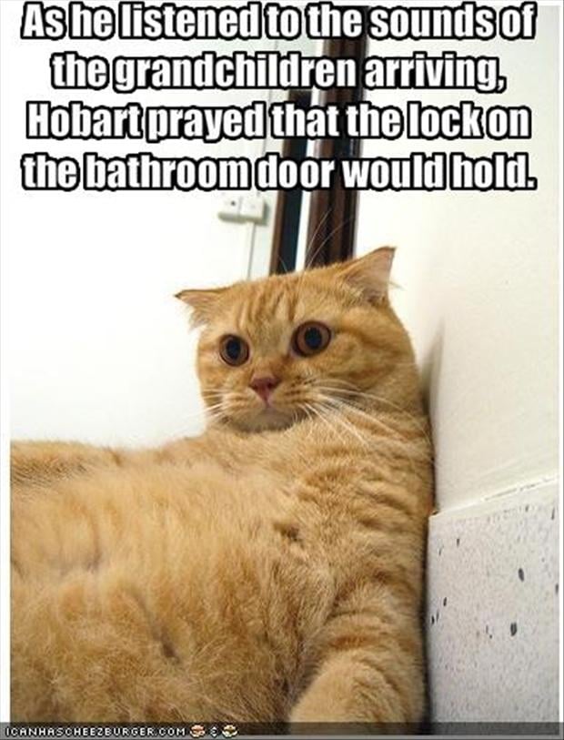 Funny Cat Pictures 2