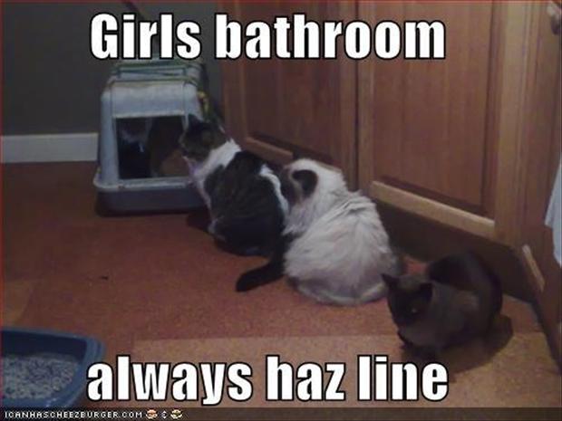 Cat Humor #6