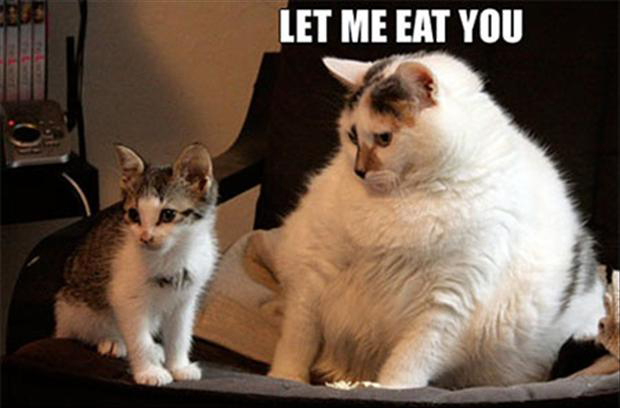 funny fat cat - Dump A Day