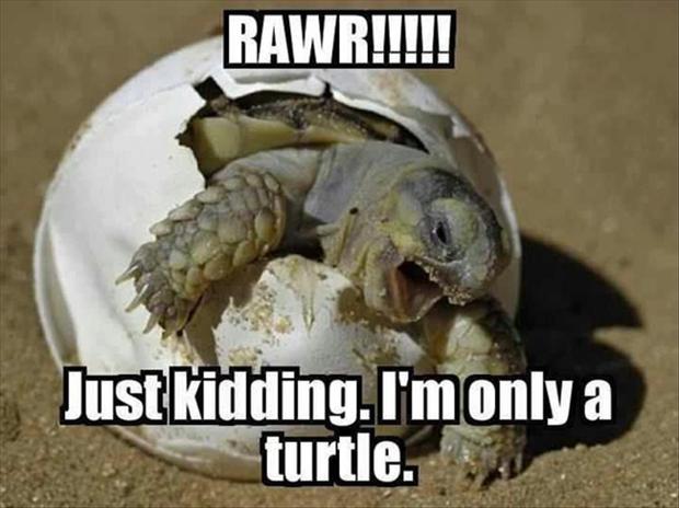 funny-turtles.jpg