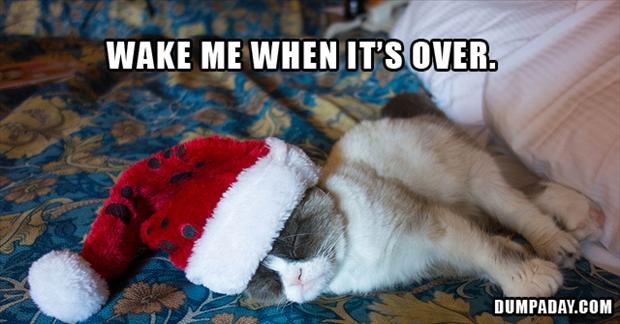 grumpy cat, hates christmas - Dump A Day