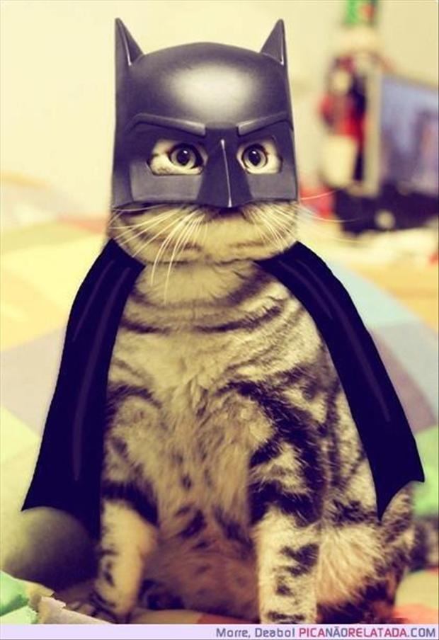 [تصویر:  i-am-batman-funny-cats.jpg]