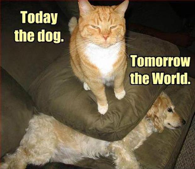 2-funny-cat-sits-on-dog1.jpg