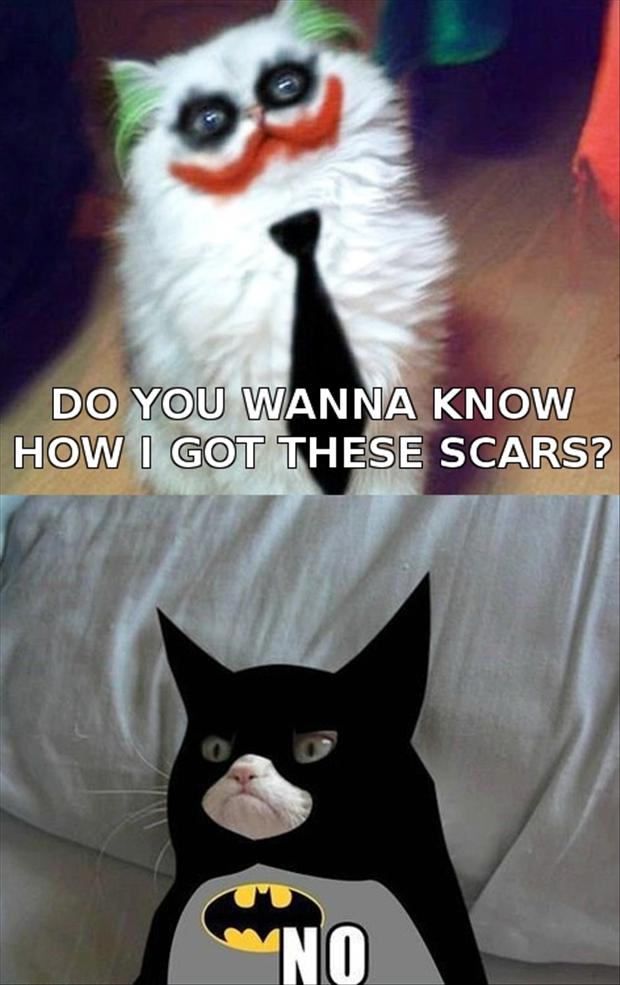 a-grumpy-cat-is-batman.jpg