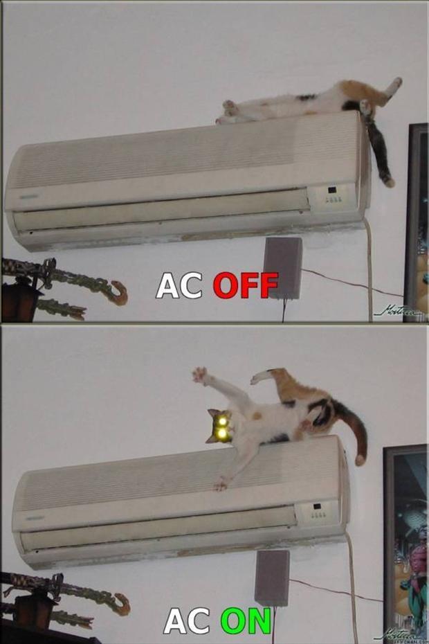 air conditioner cat funny pictures