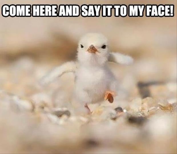 angry bird, funny pictures