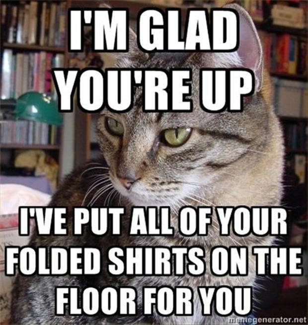 Cat Humor #9