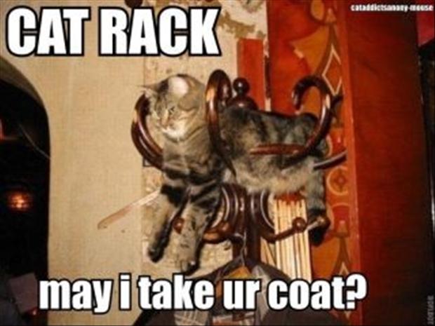 cat rack, may i take your coat