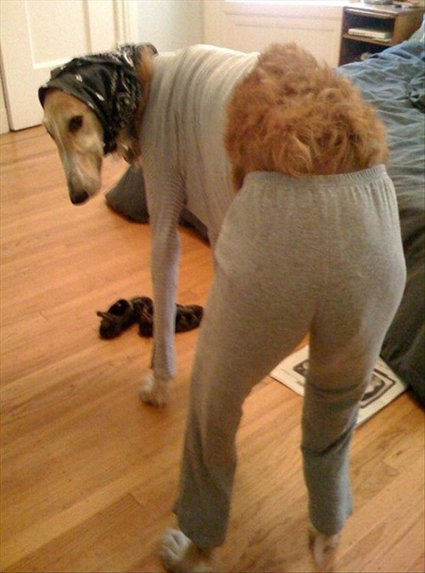 http://www.dumpaday.com/wp-content/uploads/2013/01/dog-dressed-in-clothes-funny-dogs.jpg