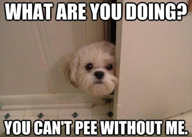 dog in bathroom, funny