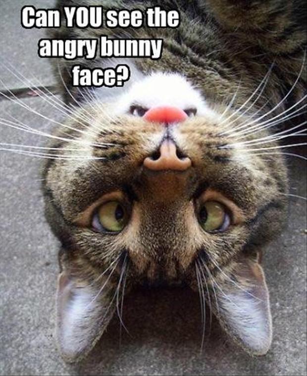 funny angry bunny, cat faces