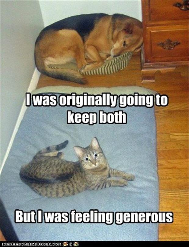 funny-cat-and-dog.jpg