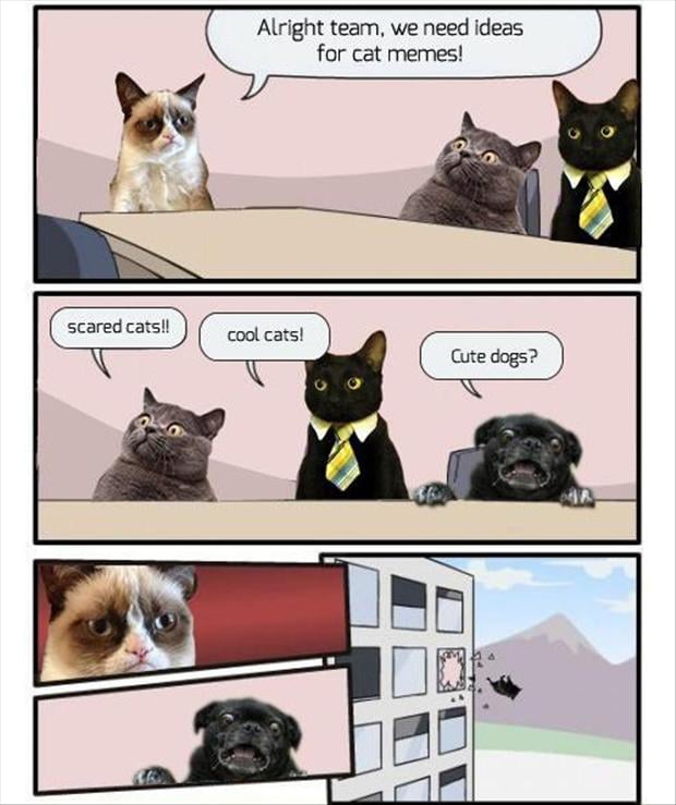 Kitten random images thread - Page 40 Funny-cat-memes.jpg