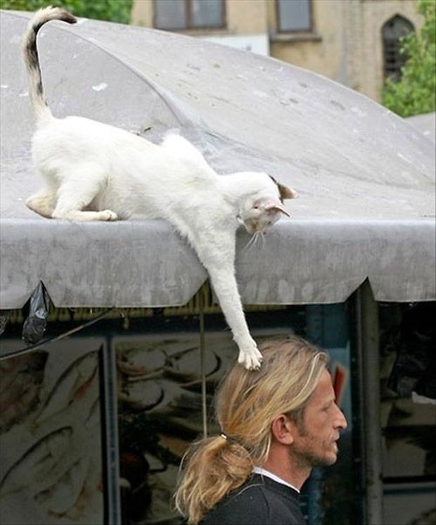 http://www.dumpaday.com/wp-content/uploads/2013/01/funny-cat-plays-with-mans-hair.jpg