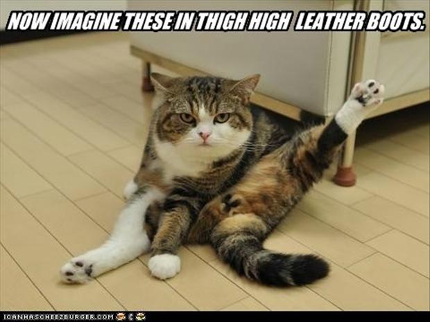 funny-cats-in-boots.jpg