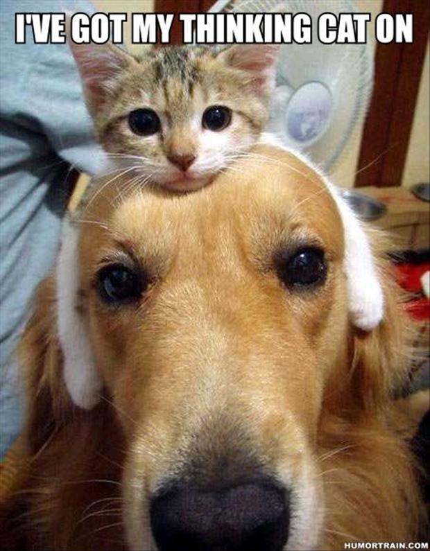 Featured image of post Funny Images Of Dogs And Cats / Images of funny dogs and cats masuzi december 7, 2020 funny cats and dogs compilation you funny cats.