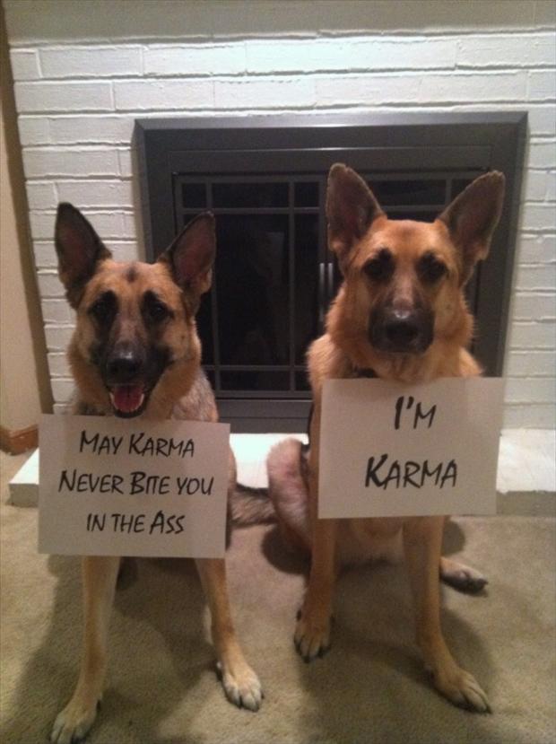 funny dog shaming, karma bites you in the butt