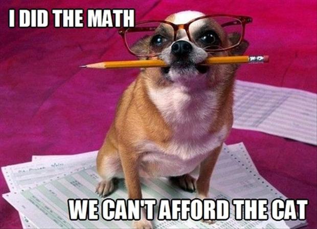 funny-dogs-does-the-math-no-cats.jpg