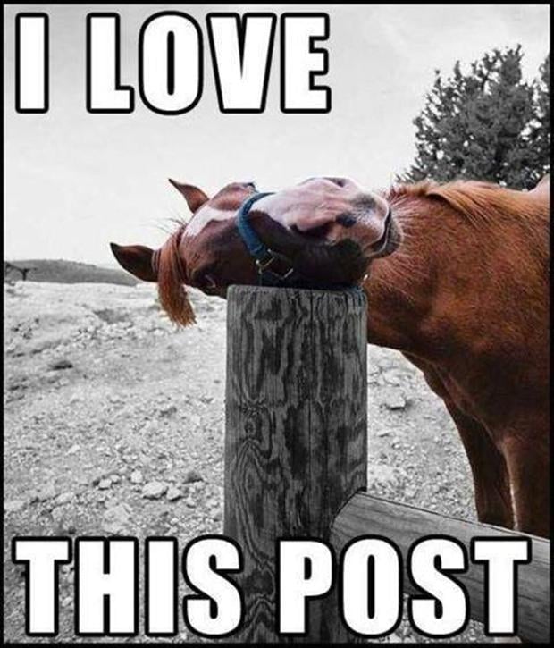 funny horse pictures