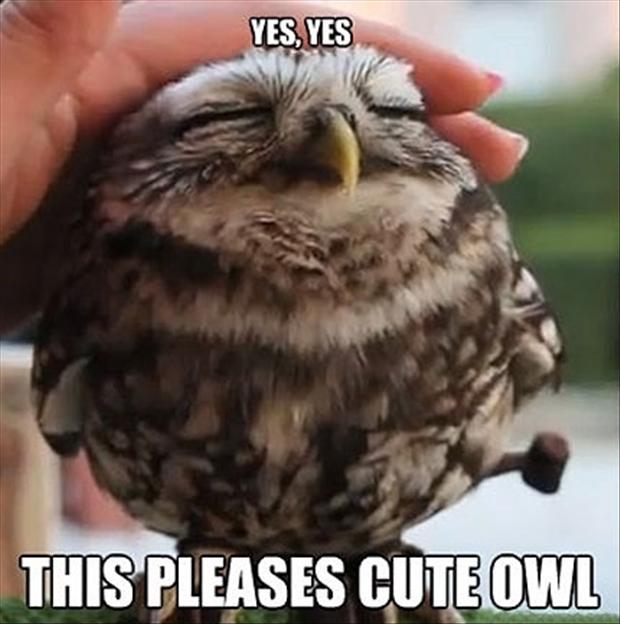 funny-owls.jpg