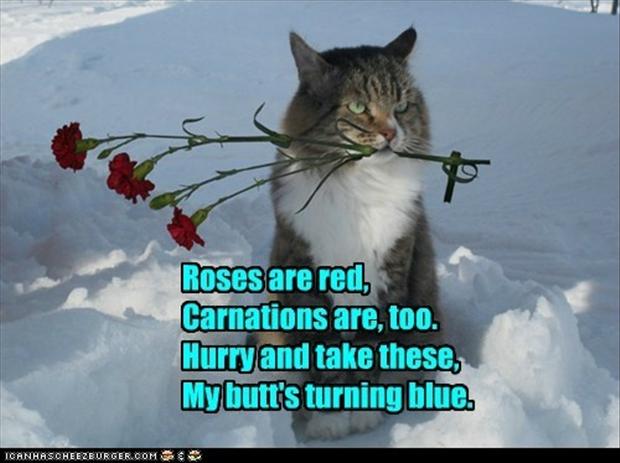 cats snow poem