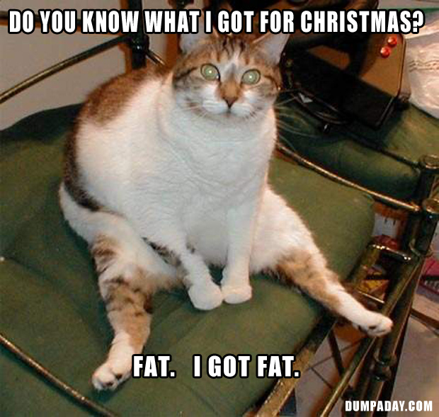 Funny Fat Cat Pics 73