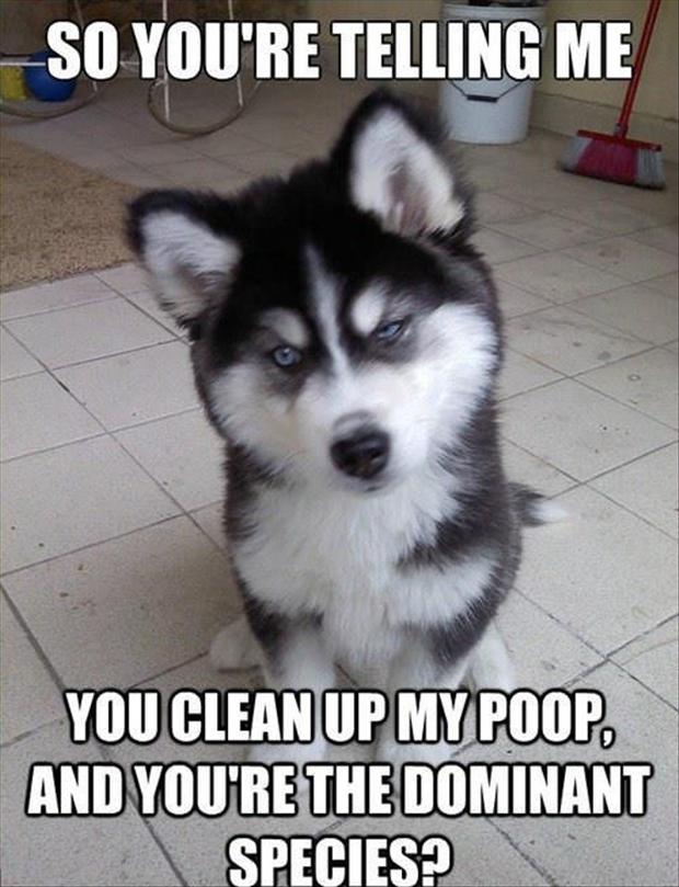 pick up your dog pooh, funny pictures
