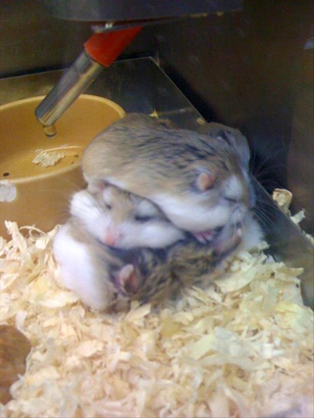 sleeping hampsters, funny pictures
