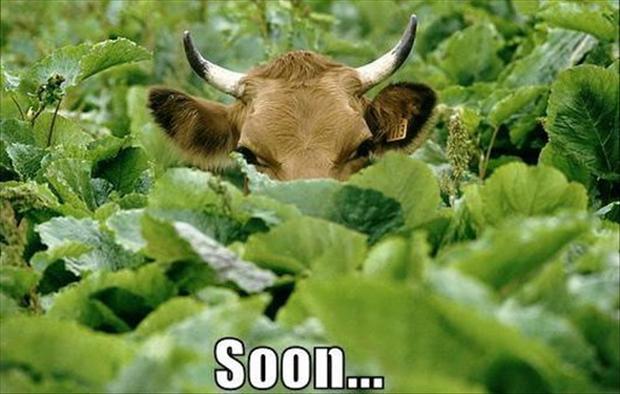 soon-cow.jpg