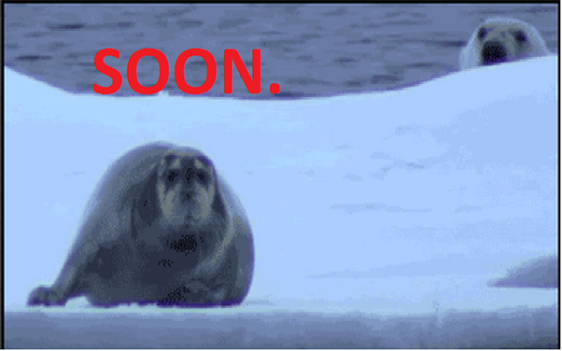 soon, polar bear and seal