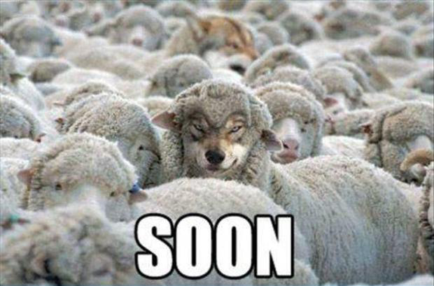 soon wolf with sheep