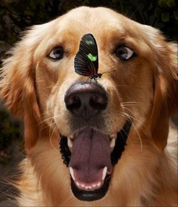 4 happy dog has butterfly on his face