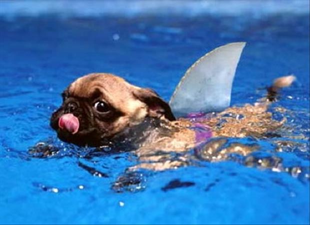 a funny dog swimming